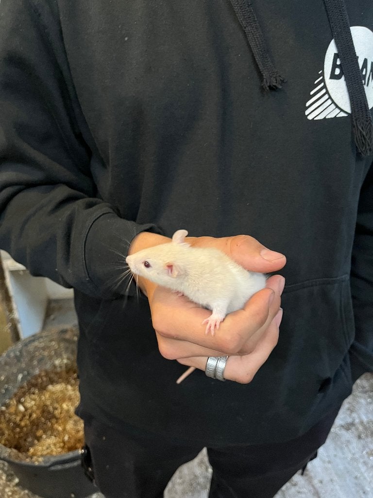 Jonge tamme ratjes, Dieren en Toebehoren, Rat, Mei, Meerdere dieren, Tam