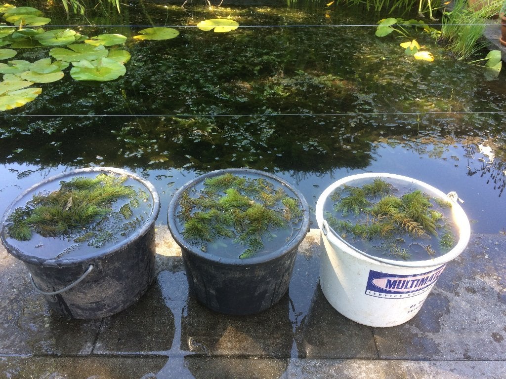 Hoornblad, Tuin en Terras, Vijvers, Ophalen