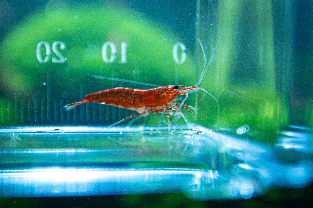 Bloody Mary Garnalen Neocaridina Davidi, Kreeft, Krab of Garnaal, Zoetwatervis, Schoolvis