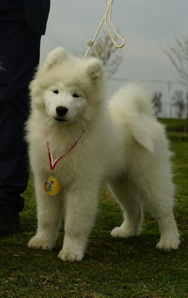 Samoyed szczeniak FCI, Dieren en Toebehoren, Honden | Dekreuen, Reu, 8 tot 15 weken, Buitenland, Parvo