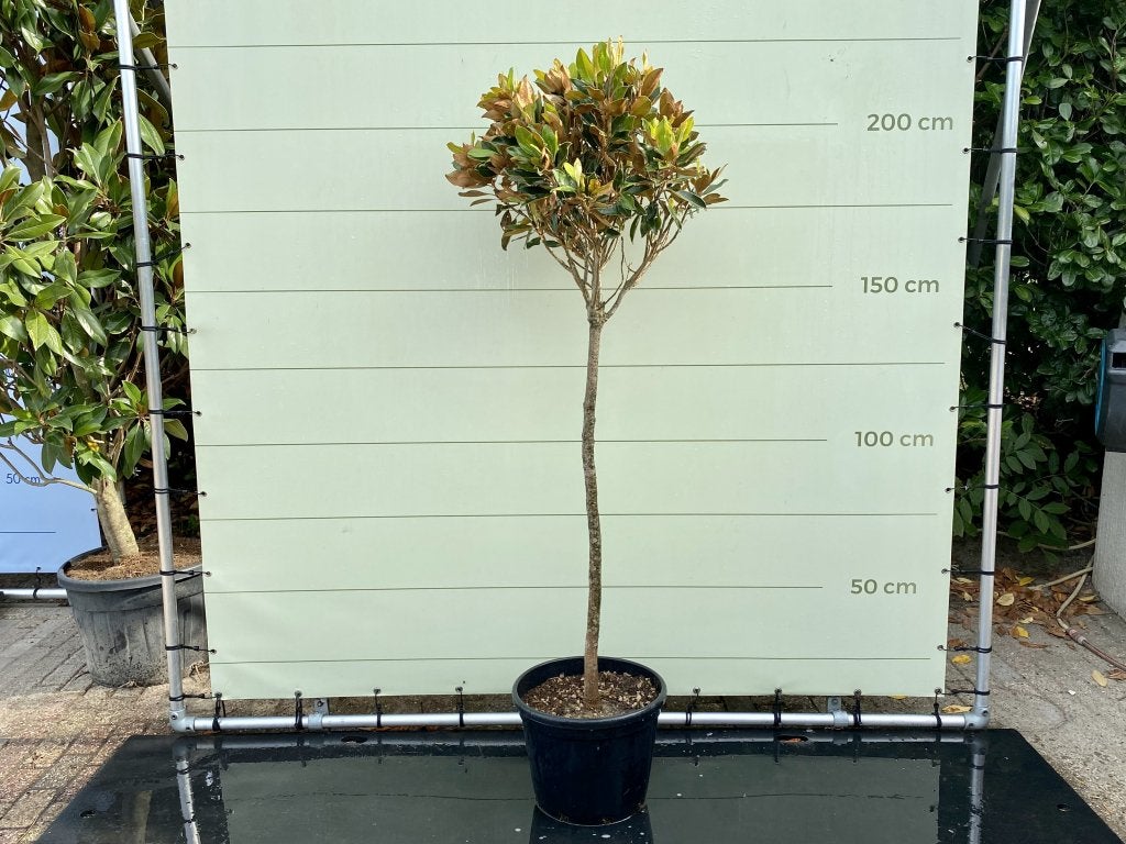 Magnolia Grandiflora - Little Gem - hoogte 200 cm, Tuin en Terras, In pot, Halfschaduw, 100 tot 250 cm, Zomer
