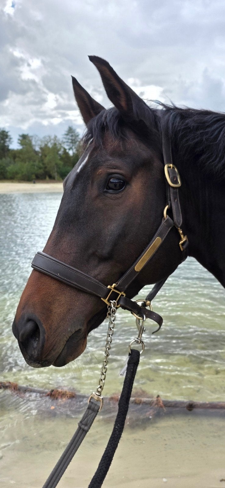 Harry's Horse leren halster donkerbruin/goud | Full, Overige disciplines, Bruin, Harry's Horse, Verstelbaar