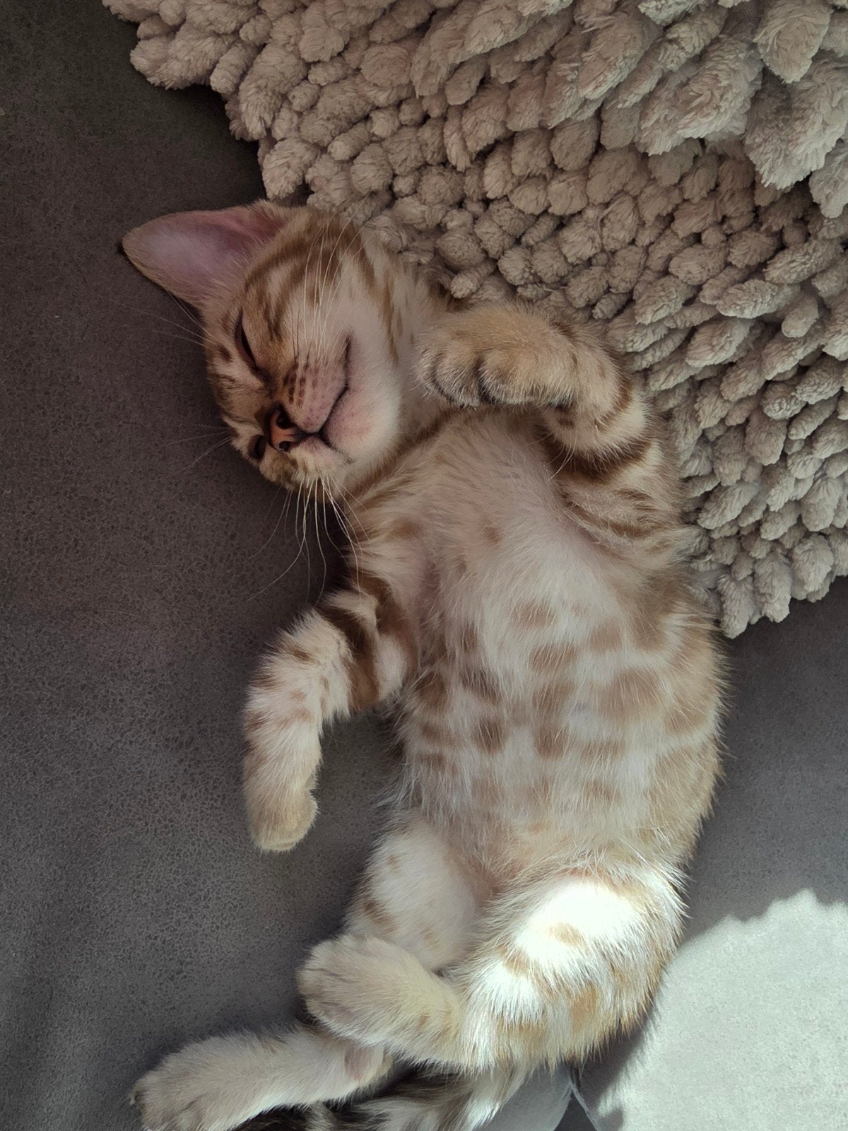 Beautiful Snow Bengal Kitten, Dieren en Toebehoren, Kater, Gechipt