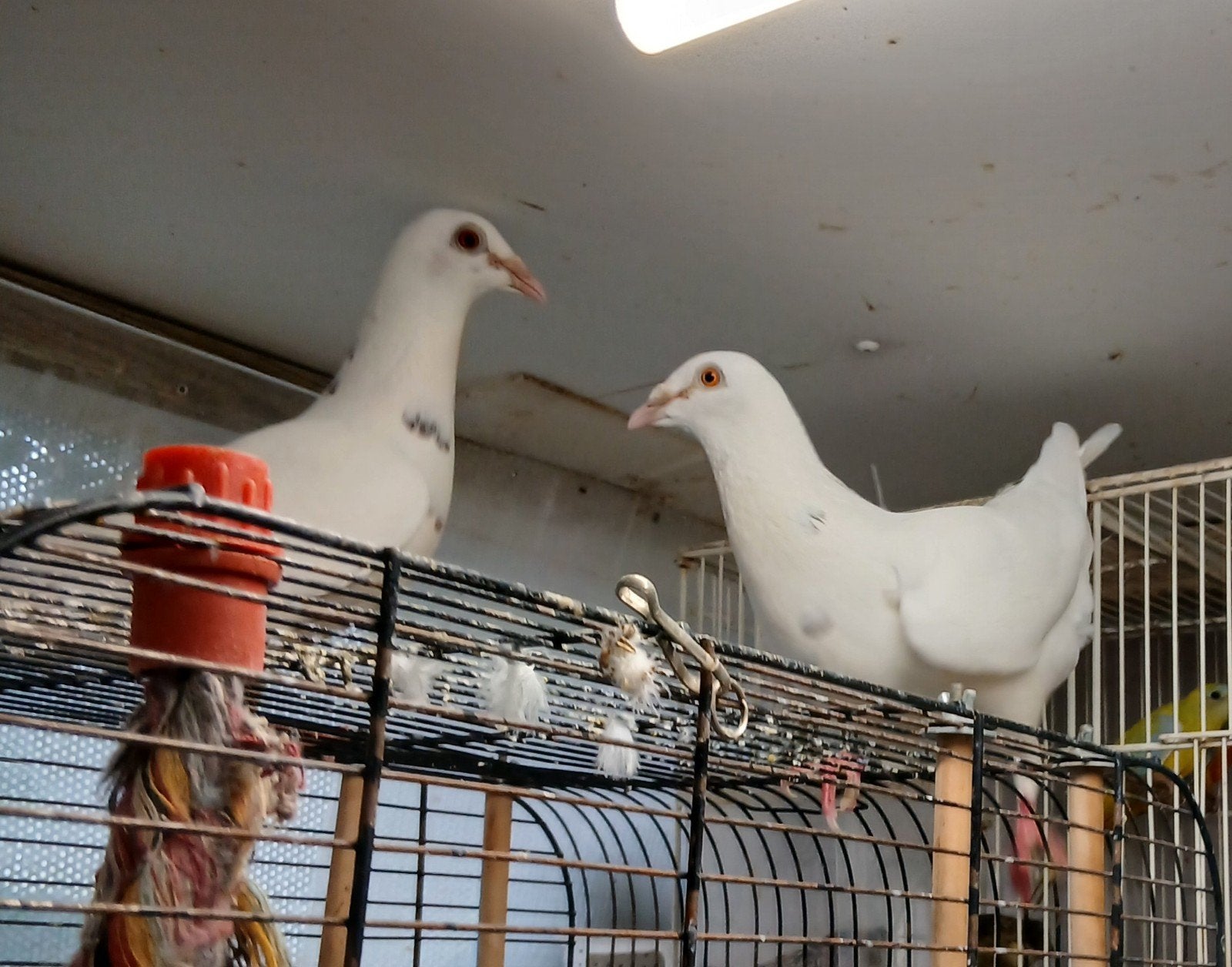postduiven . een koppel met twee jonge, Dieren en Toebehoren, Meerdere dieren, Postduif