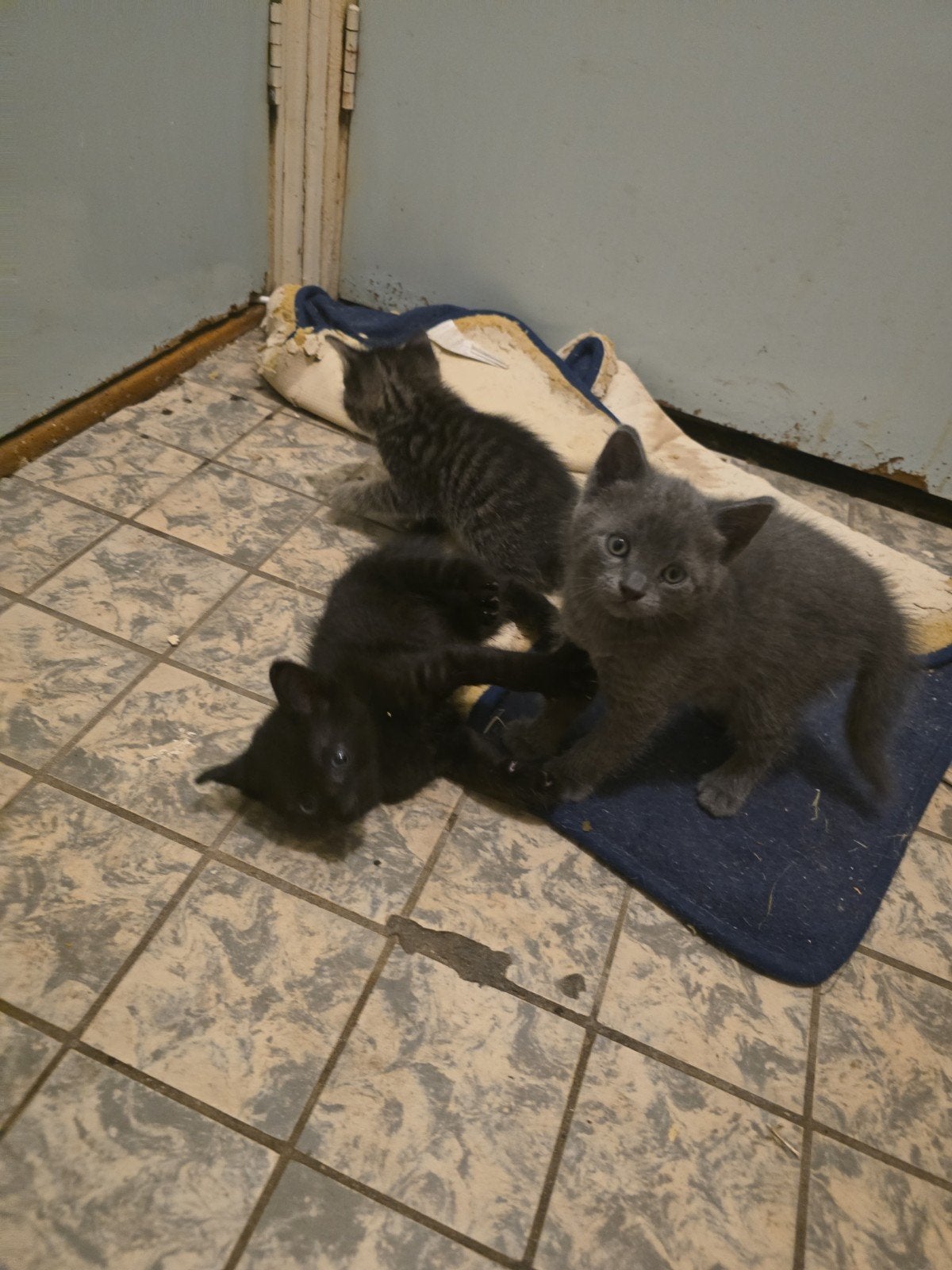 Kittens, Meerdere dieren, 0 tot 2 jaar