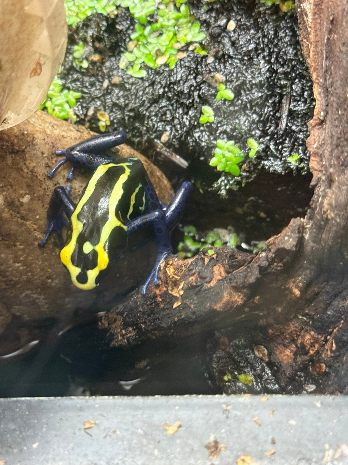 Koppel Dendrobates tinctorius "Nominaat" Frog - unknown for sale from Dave