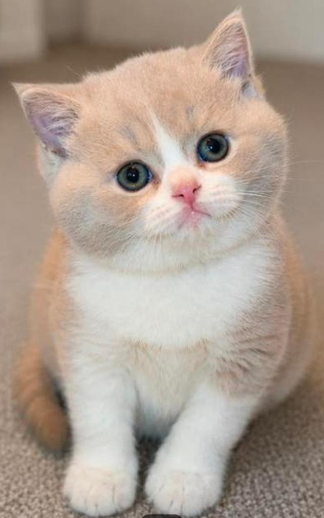 Britse korthaar lilac wit kater beschikbaar, Dieren en Toebehoren, Katten en Kittens | Raskatten | Korthaar, Kater, Met stamboom