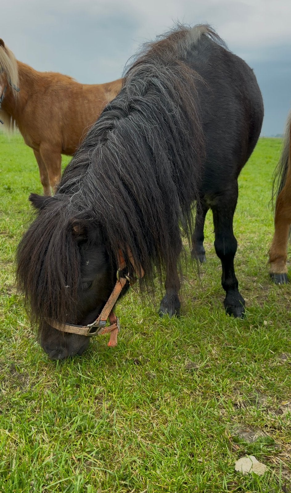 Black roan shetlander, Dieren en Toebehoren, Pony's, Ruin, A pony (tot 1.17m), 3 tot 6 jaar, Recreatiepony