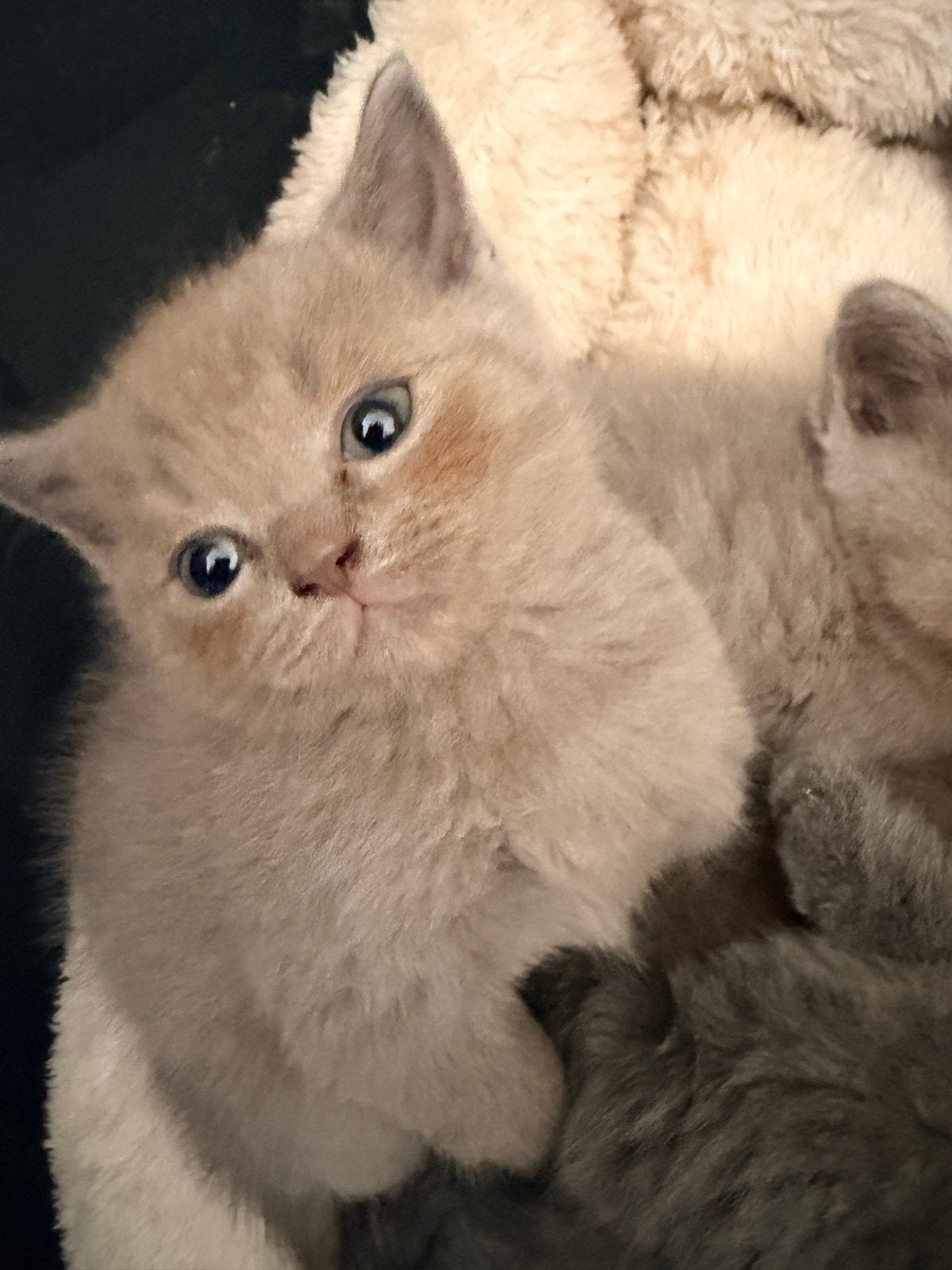 Kitten brits kort haar, Dieren en Toebehoren, Kater, Kortharig, 0 tot 2 jaar