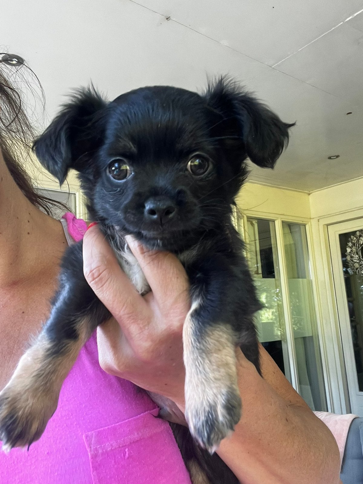 Langharige chihuahua pup / reutje black and tan, 8 tot 15 weken, Parvo, Meerdere, Meerdere dieren