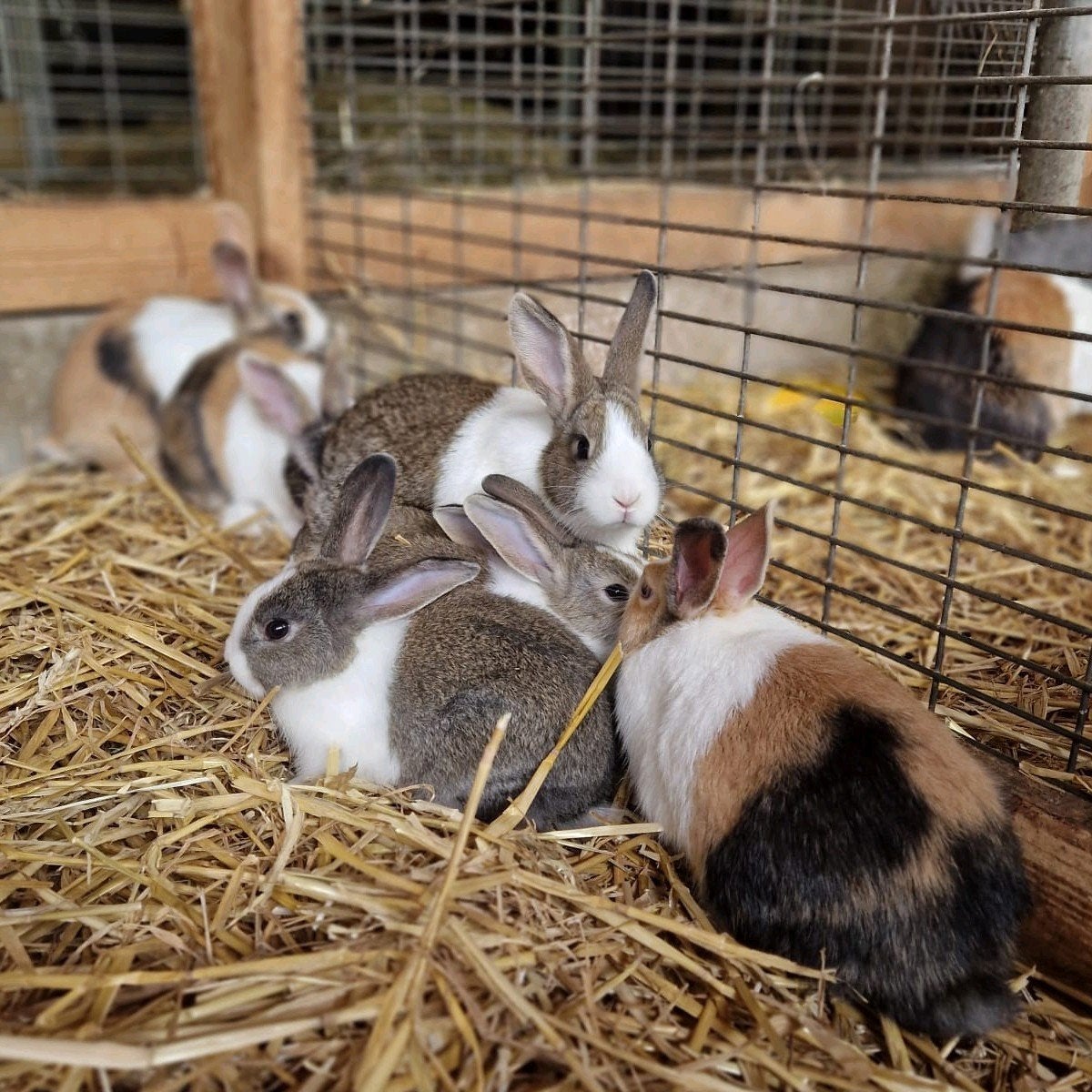jonge Hollander konijnen rammen en voedsters, Dieren en Toebehoren, Meerdere dieren