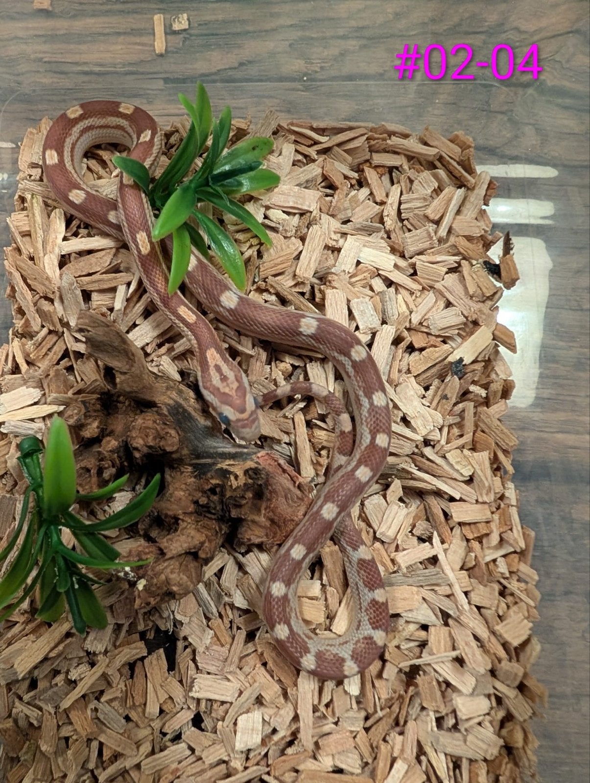 Jonge Caramel rattenslangen het Palmetto Rat Snake photo 3