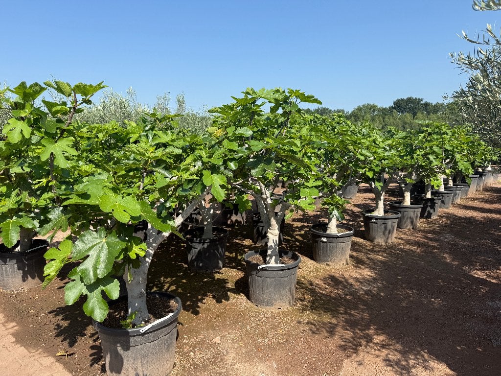 Vijgenboom / Vijgenbomen met 30/40 cm stamomtrek te koop!!!, 100 tot 250 cm, Zomer, Volle zon, In pot