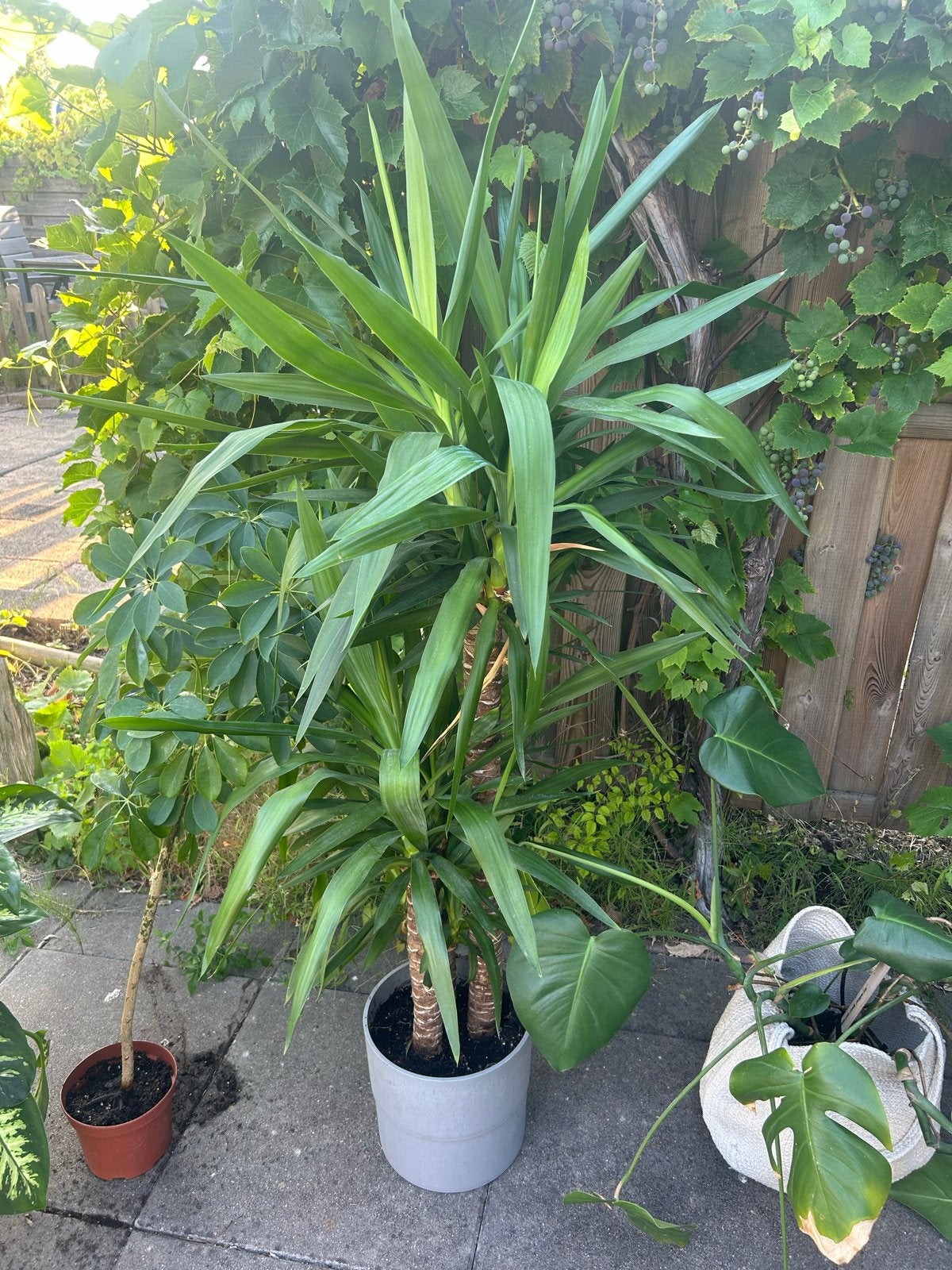 Mooie kamerplanten te koop!, Ophalen, 100 tot 150 cm, Overige soorten, Halfschaduw