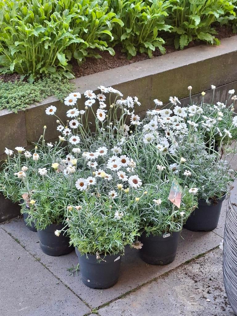 Margriet planten - Leucanthemum, Tuin en Terras, Planten | Tuinplanten, Overige soorten, Volle zon, Vaste plant, Ophalen of Verzenden