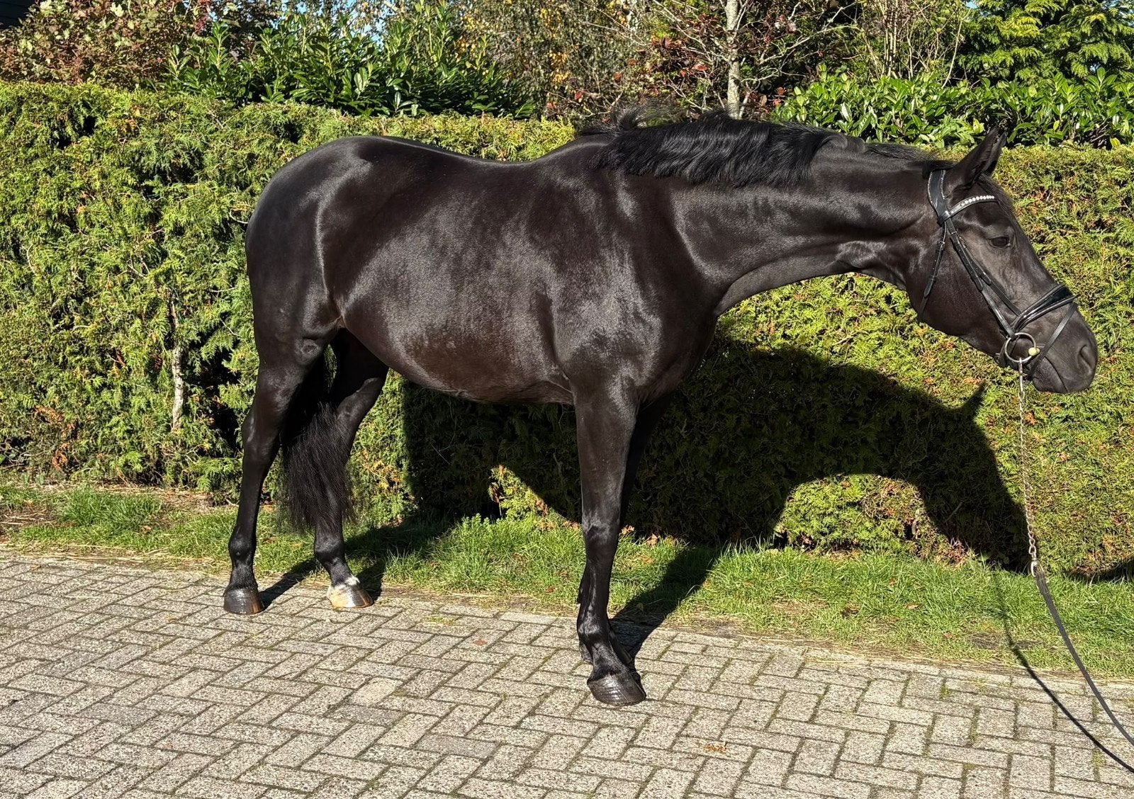 betrouwbare 10 jarige merrie, Dante weltino x Ronaldo, Merrie, Met stamboom, L, 7 tot 10 jaar