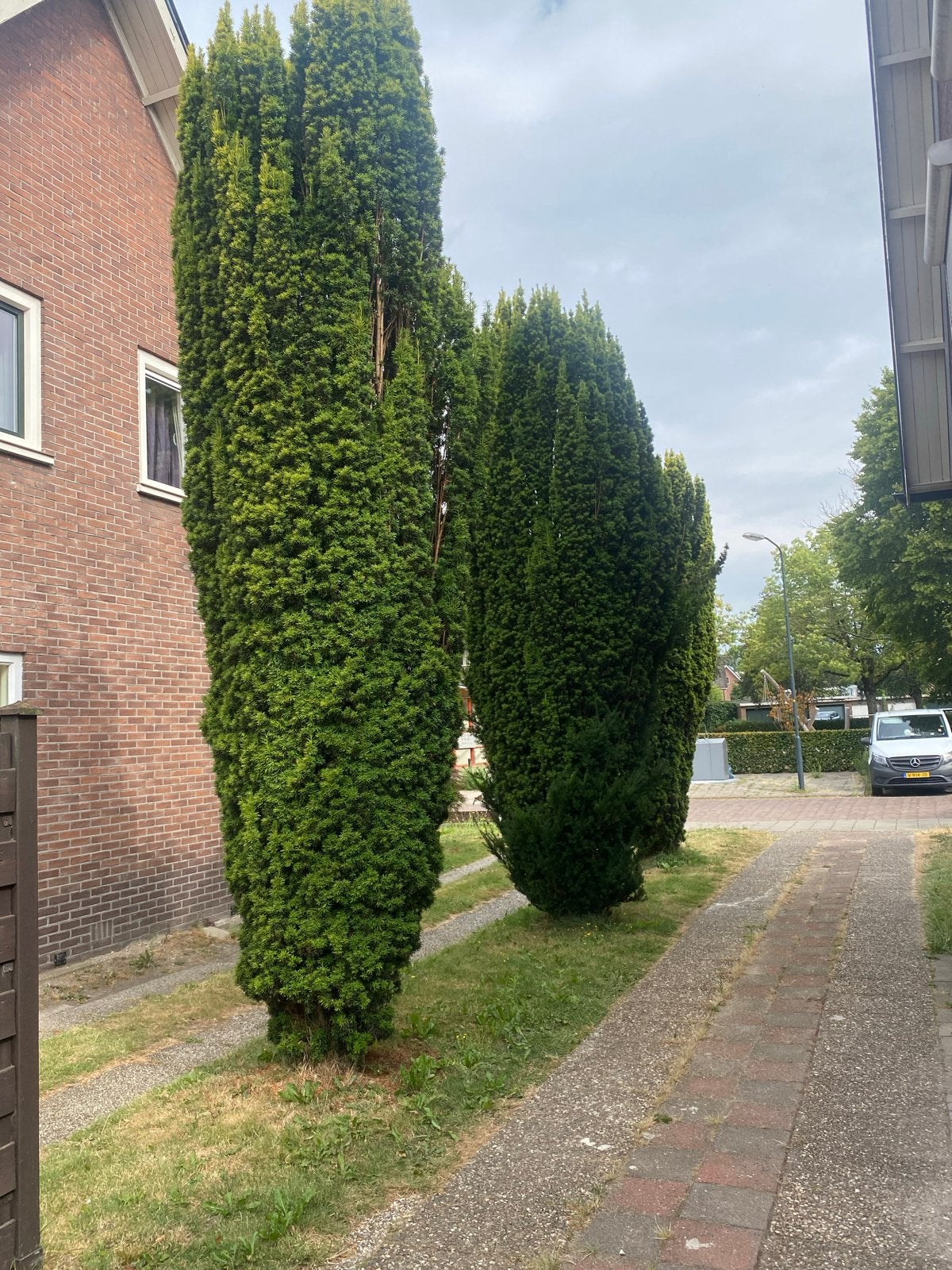Grote Taxus Baccata (Venijnboom) - Ideaal voor hagen, Volle zon, Vaste plant, Bloeit niet, Ophalen