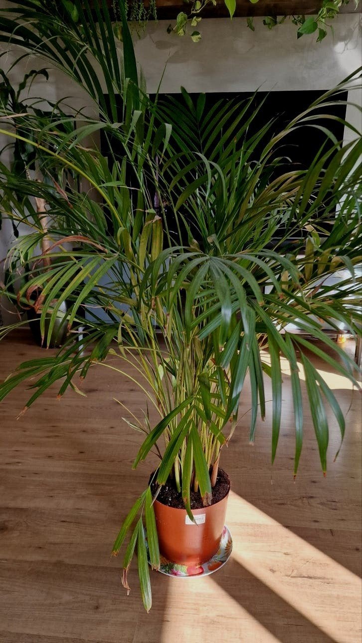 Grote Areca Palm (Dypsis lutescens) - Kamerplant, Huis en Inrichting, Kamerplanten, Ophalen, 100 tot 150 cm, Overige soorten, Halfschaduw