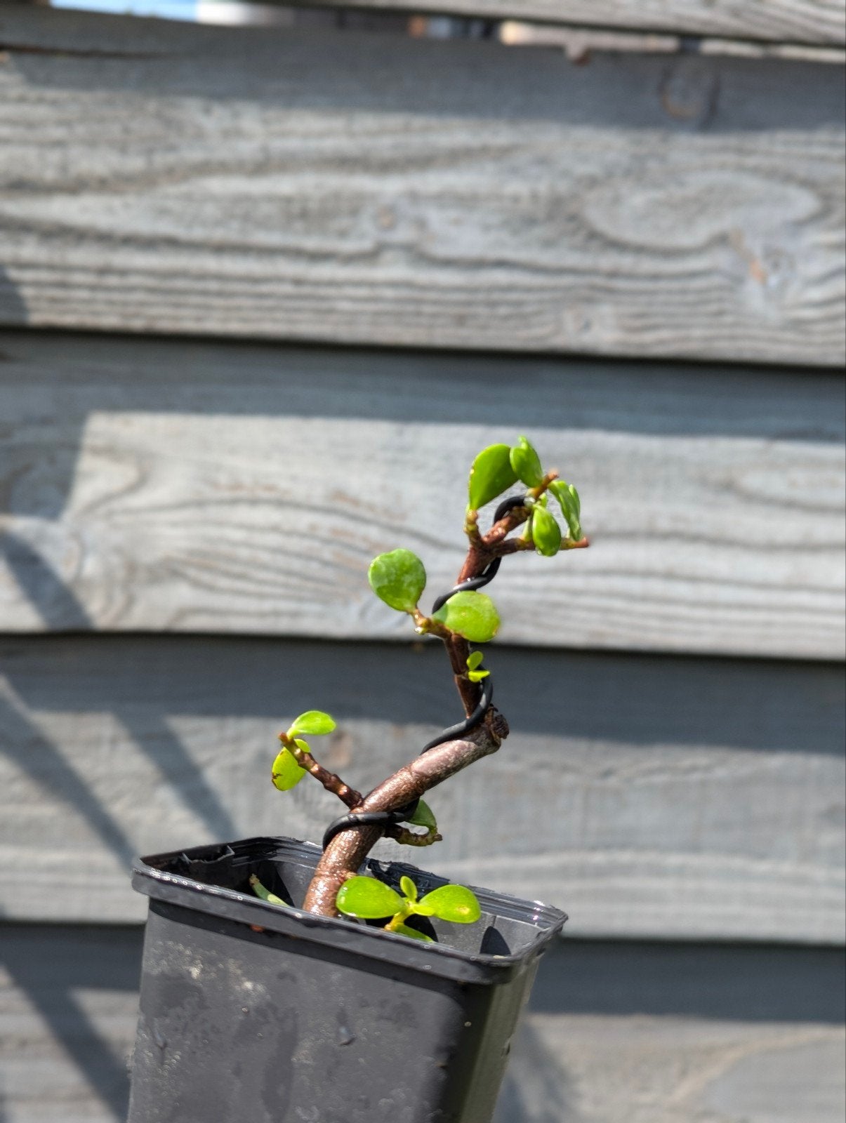 Mini Portulacaria Afra pre-bonsai - perfect voor mame, Overige soorten, Volle zon, Vaste plant, Ophalen of Verzenden
