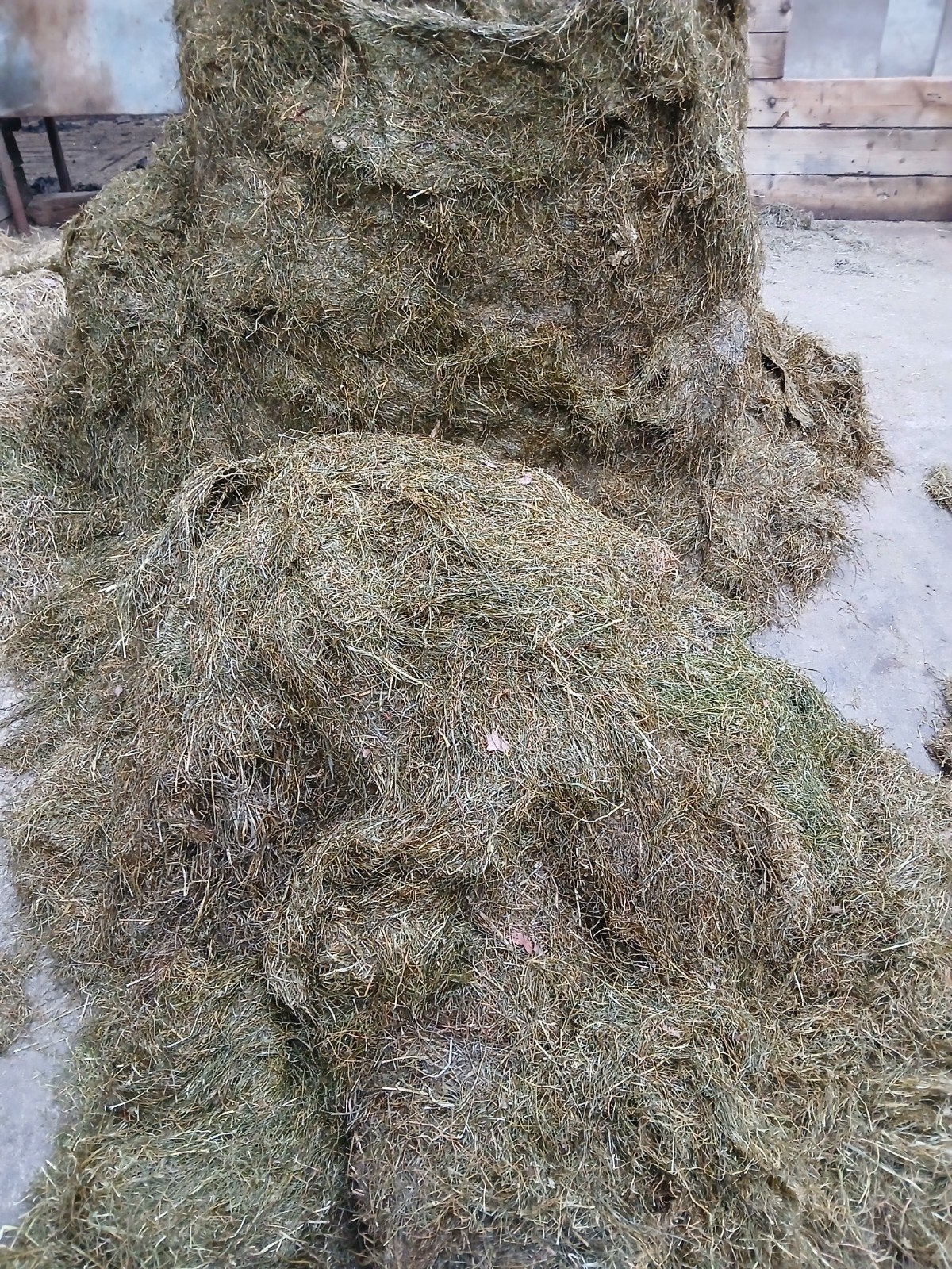 Voordroog gras / hooi rondebalen eerste snede '26 graskuil, Ophalen, Vee