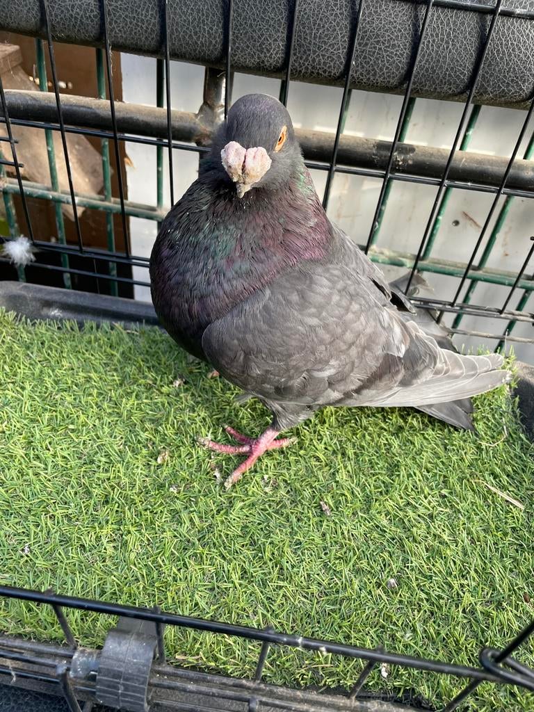 Mooie laudino dofffer, Dieren en Toebehoren