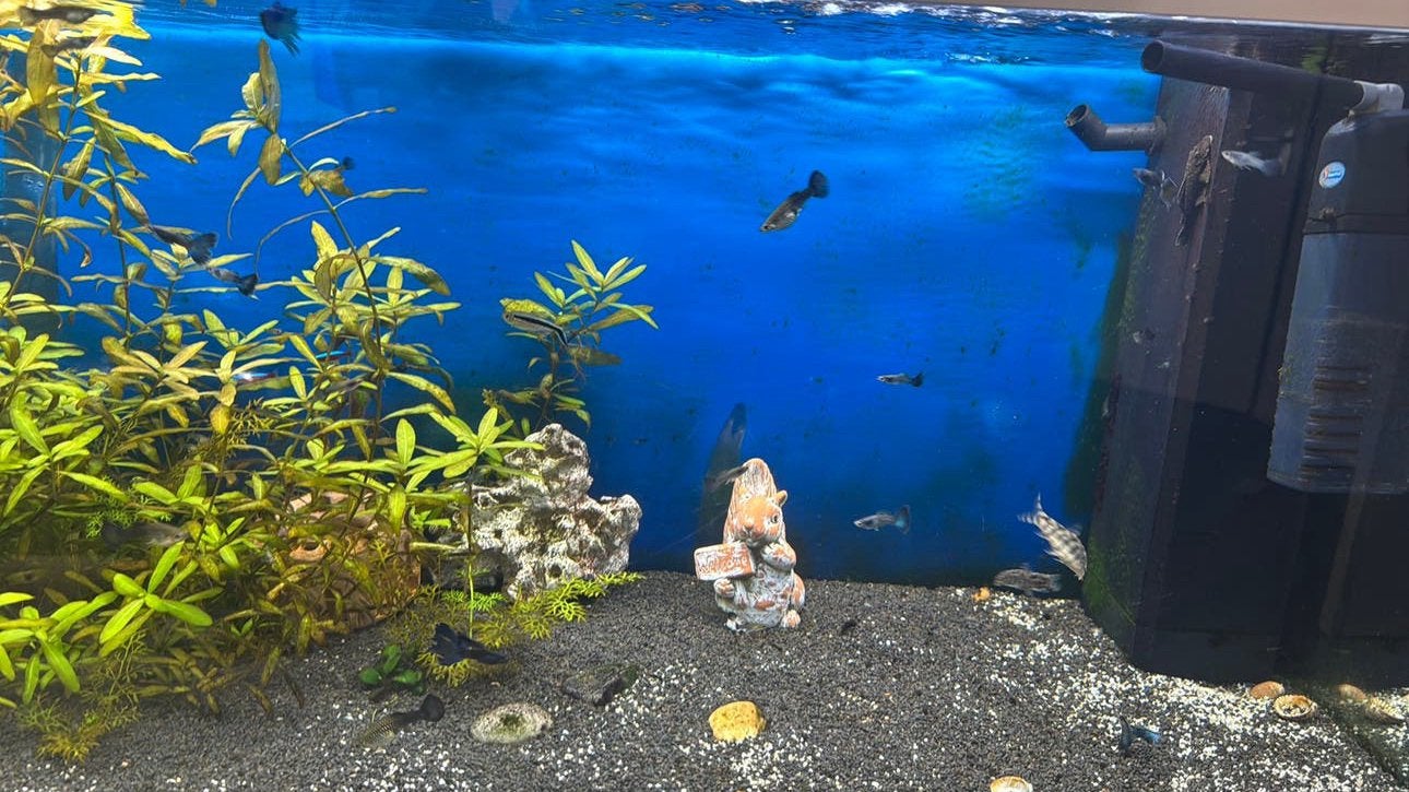 De guppy is blauw., Ophalen of Verzenden
