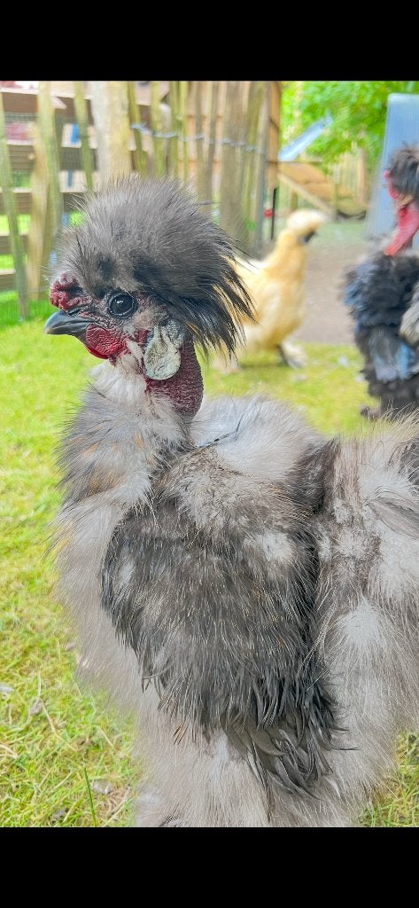 Mooi zijde hoen haantje, Dieren en Toebehoren, Pluimvee, Mannelijk, Kip