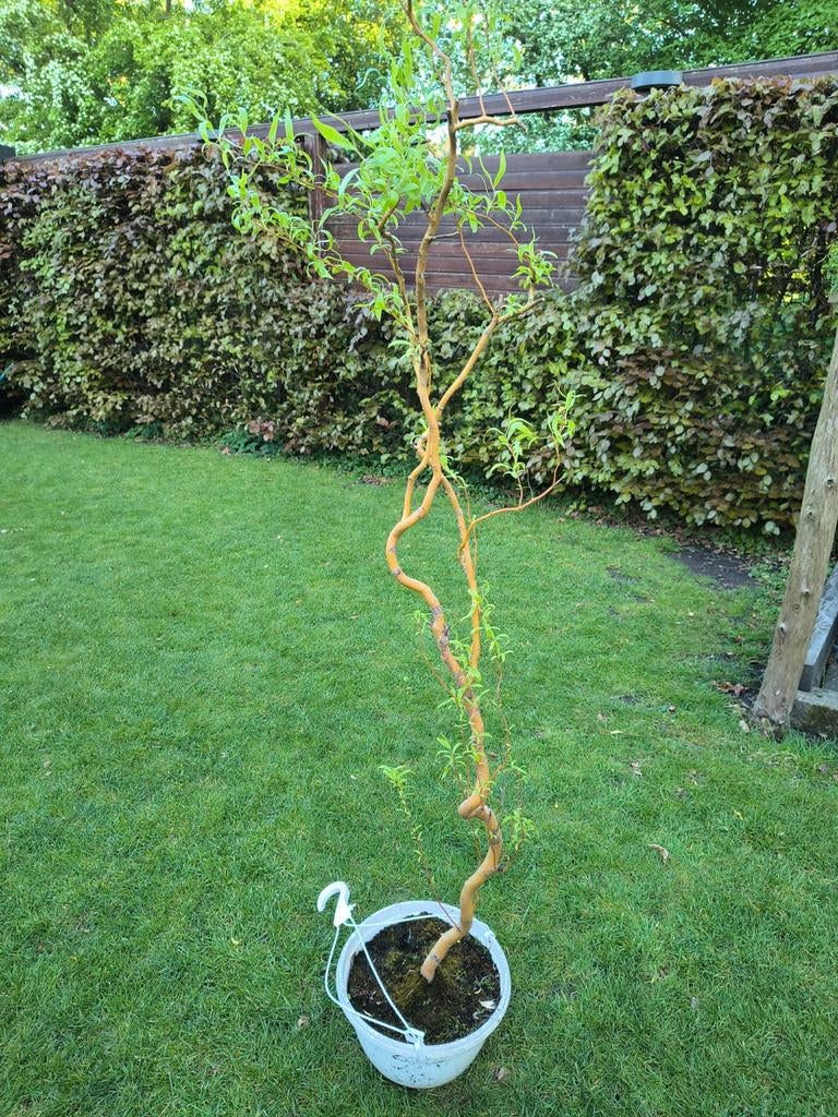Kronkelwilg in pot - Decoratieve boom voor tuin/terras, Lente, 100 tot 250 cm, Volle zon, In pot