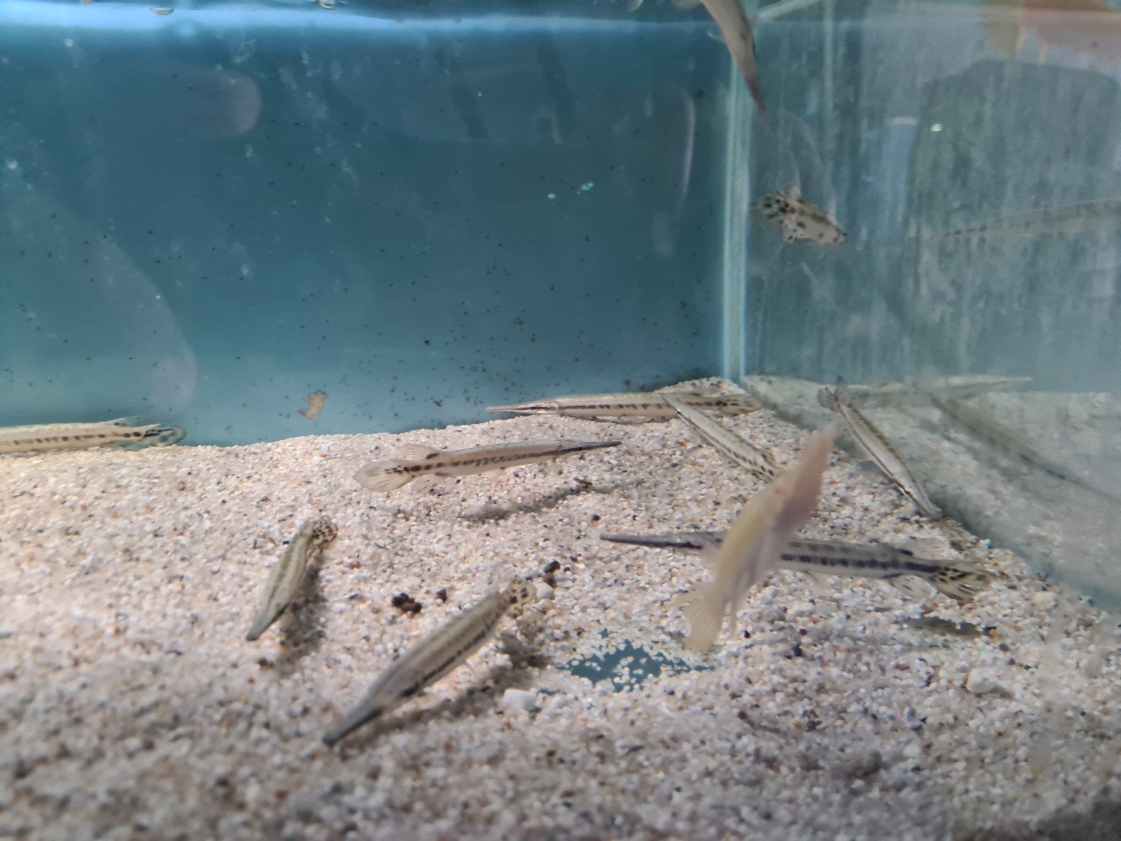 spotted gars, Lepisosteus Oculatus, Beensnoek, Dieren en Toebehoren, Vis, Zoetwatervis