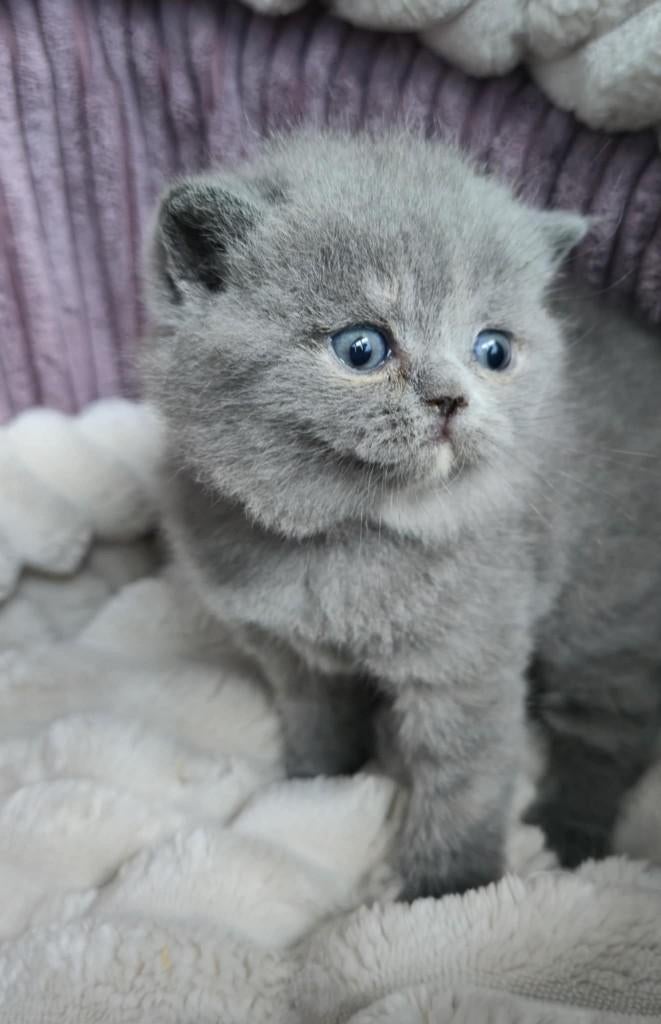 Britse korthaar met stamboom, Dieren en Toebehoren, Poes, Met stamboom, 0 tot 2 jaar