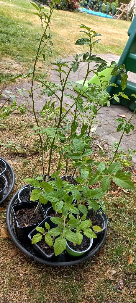 Tomatenplantjes 1 euro per stuk., Tuin en Terras, Volle zon, Eenjarig, Zomer, Ophalen