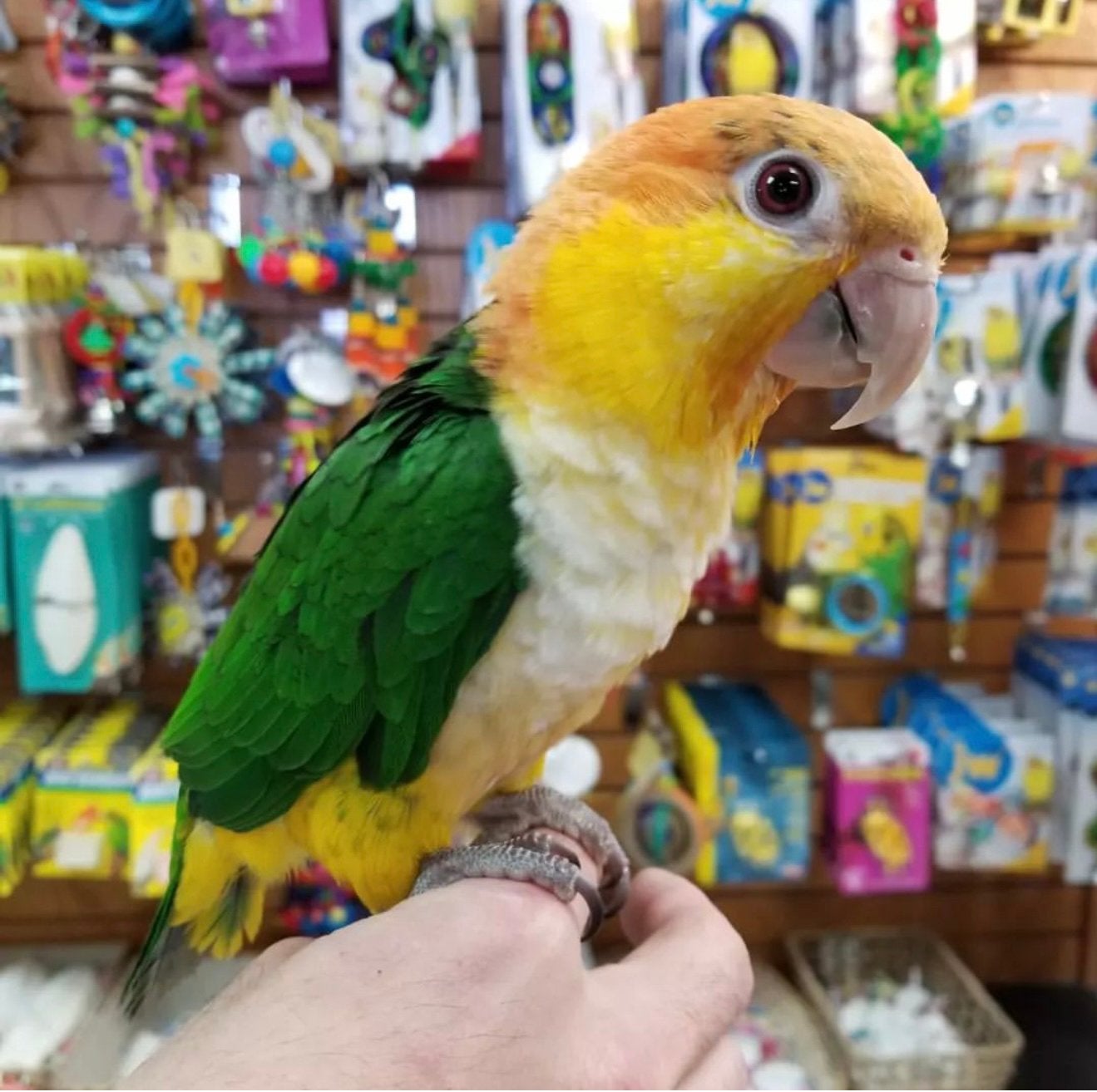 zwartkop & witbuik caiques, Meerdere dieren, Papegaai, Pratend