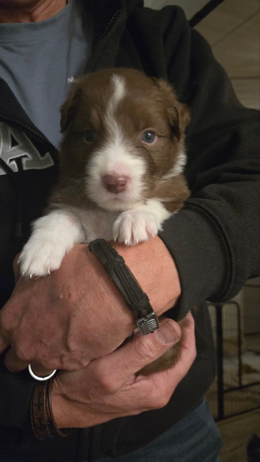 Australische Herder pups aangeboden, in huis opgegroeid!, 8 tot 15 weken, Meerdere, Meerdere dieren, Herder
