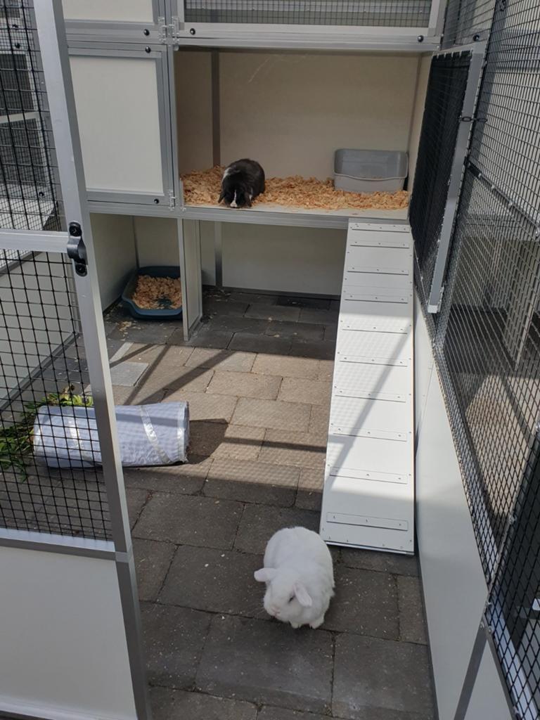 Konijnenpension en Caviapension Noord-Limburg, Meerdere dieren, Dwerg