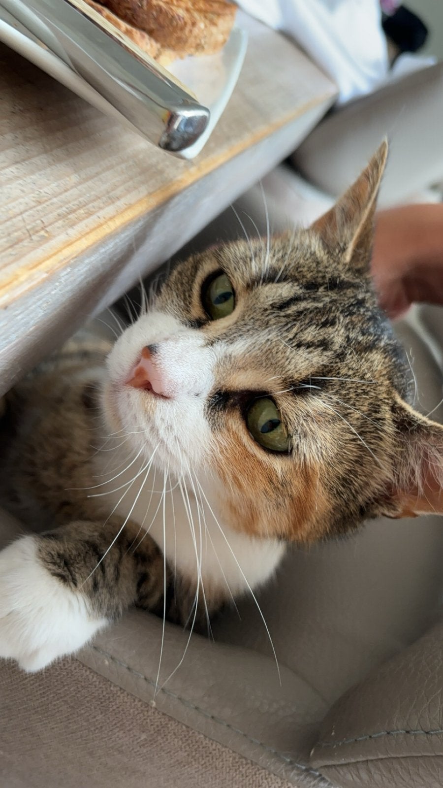 Liefdevolle oppas gezocht voor mijn kat Wolf ( 10 maanden), Dieren en Toebehoren, Katten en Kittens | Overige Katten, Poes, Kortharig