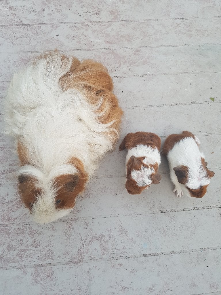 te kp 2 caviabeertjes 1 lilac 3 kleurTessel+1 Roodbont t, Dieren en Toebehoren, Cavia, Juni, Mannelijk, Tam