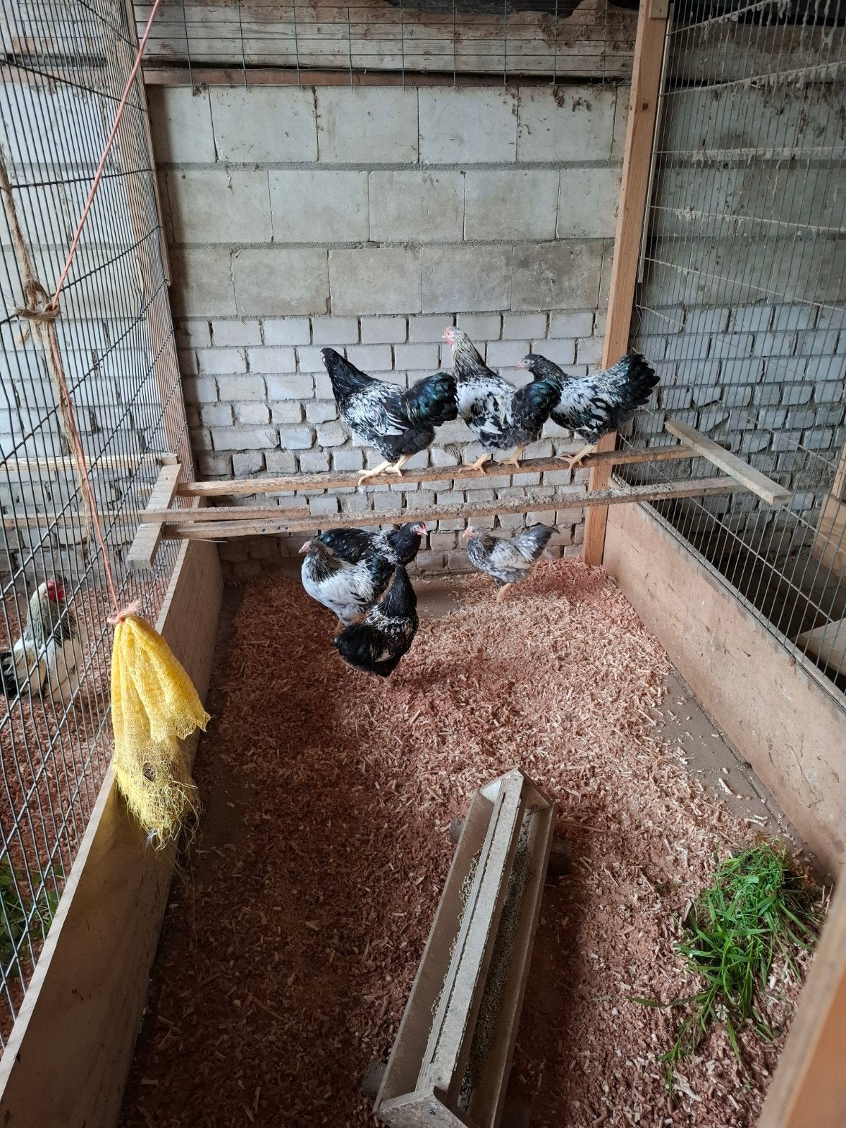 Wyandotte krielhanen, Meerdere dieren