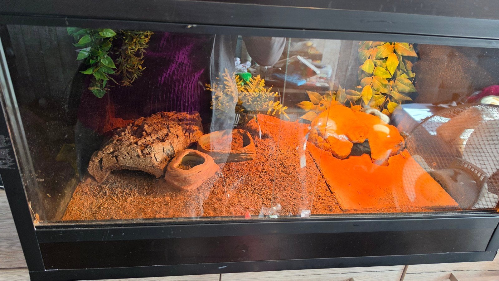 luipaardgekko met terrarium Leopard Gecko photo 4