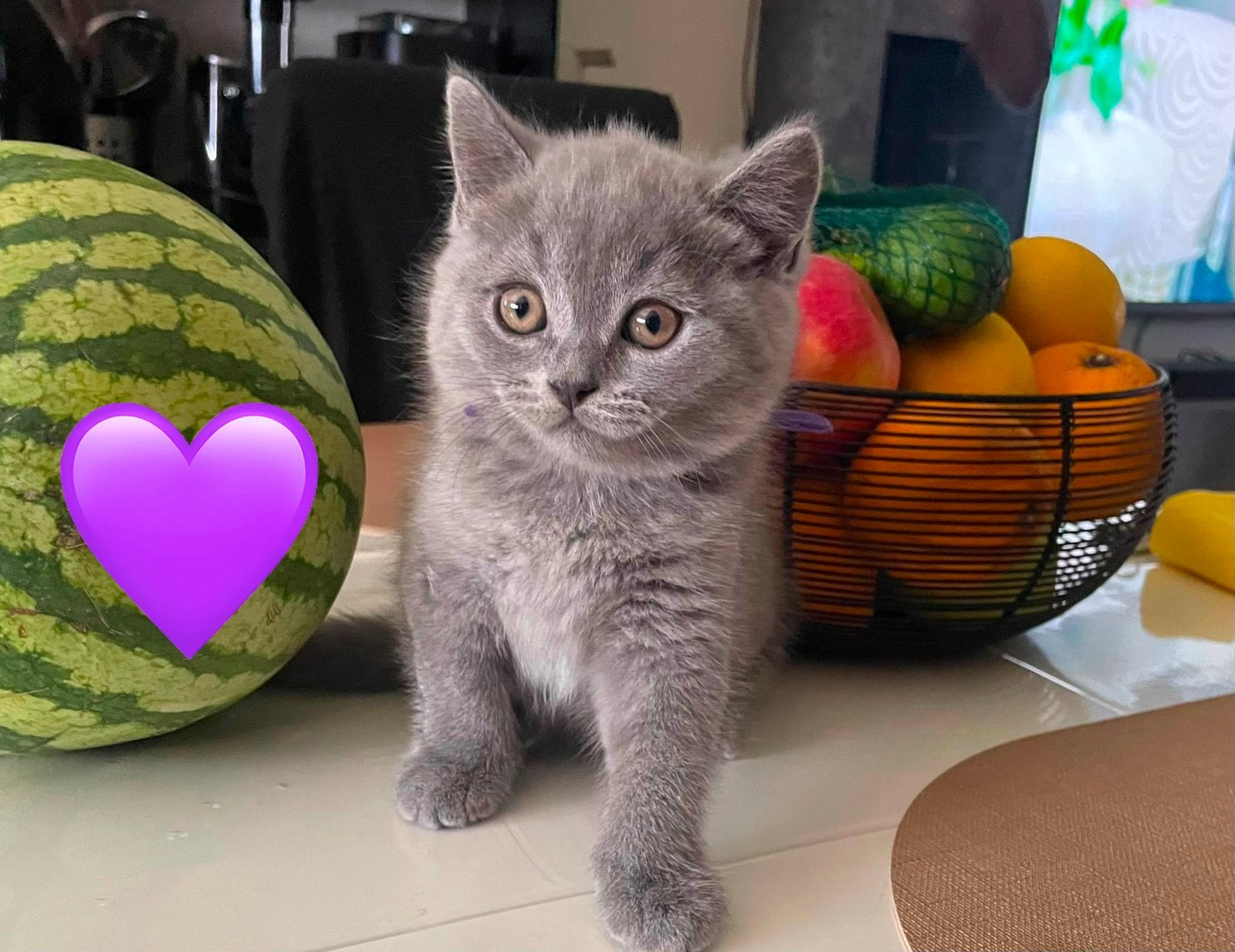 Britse korthaar kittens, Dieren en Toebehoren, Katten en Kittens | Raskatten | Korthaar, Poes, Ontwormd