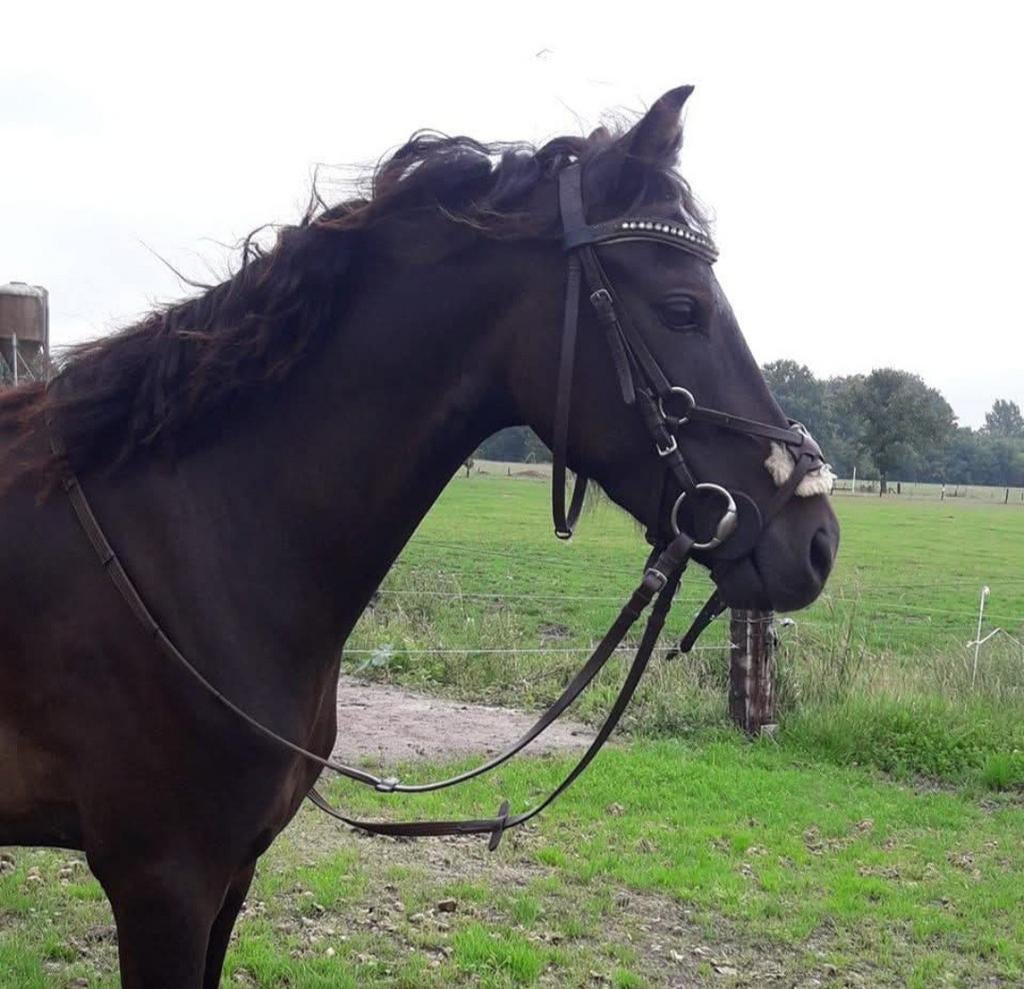 Ponys beleren en verkopen, Dieren en Toebehoren, Stalling en Weidegang, Toebehoren, 2 of 3 paarden of pony's
