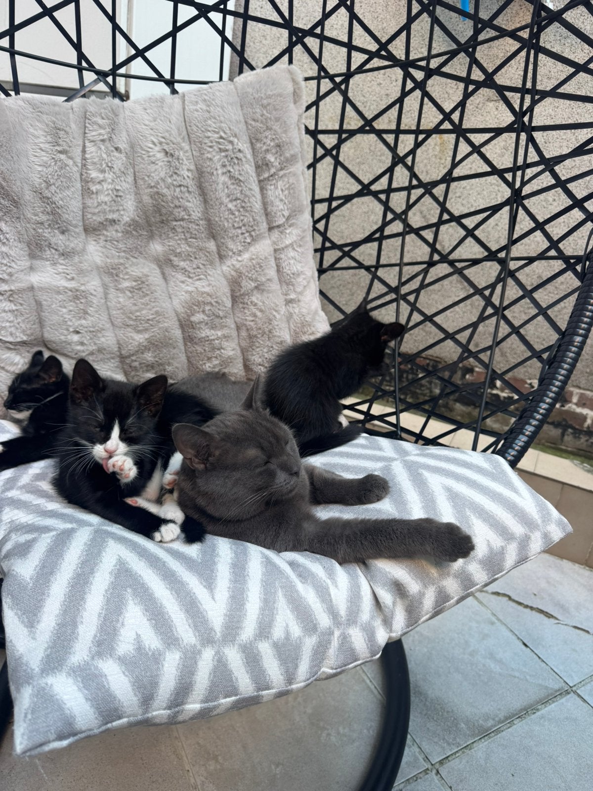 British shorthair (Smoke) te koop, Dieren en Toebehoren, Katten en Kittens | Overige Katten, Kater