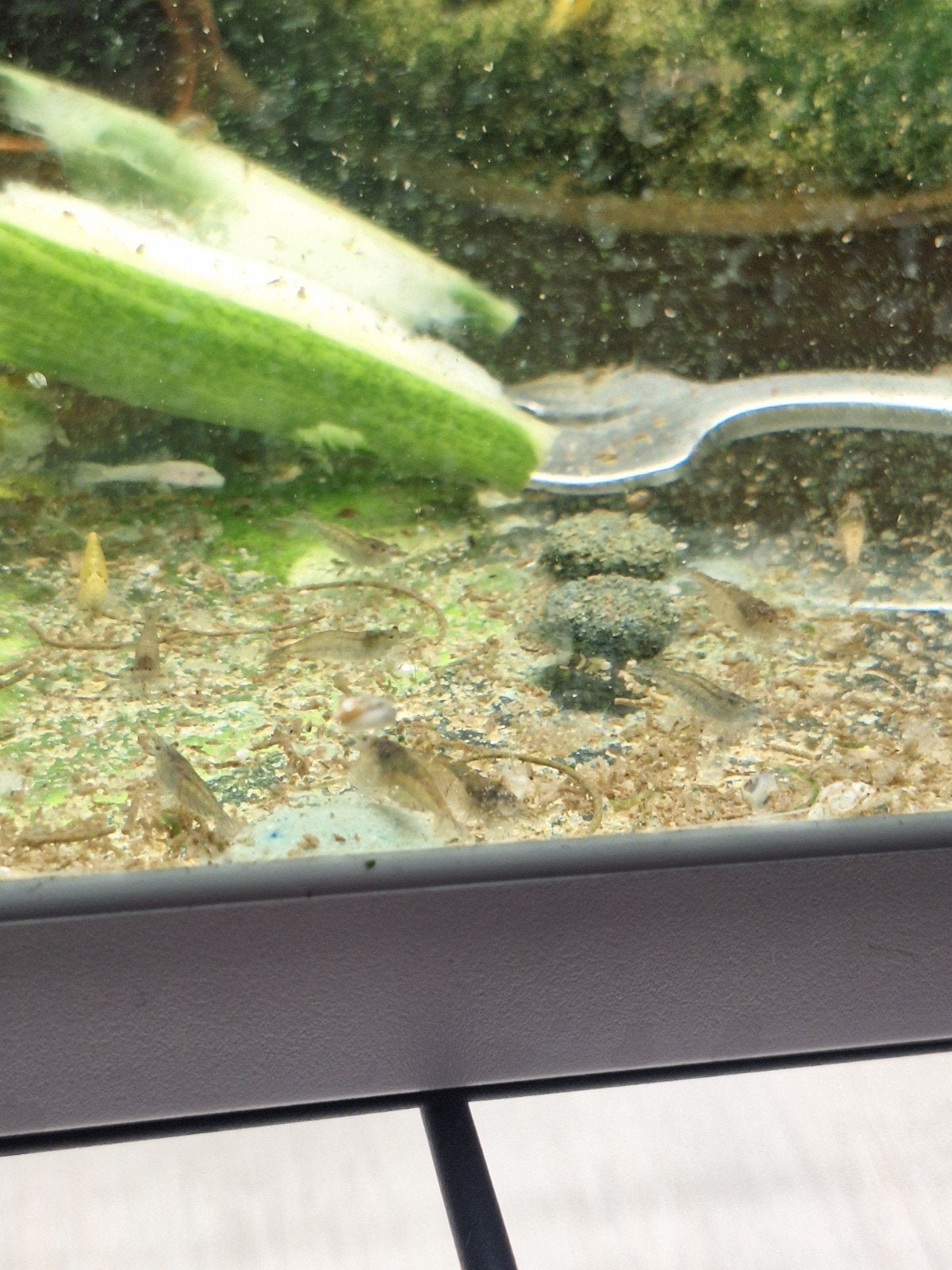 Mini Japonica Garnalen, Kreeft, Krab of Garnaal, Zoetwatervis, Schoolvis