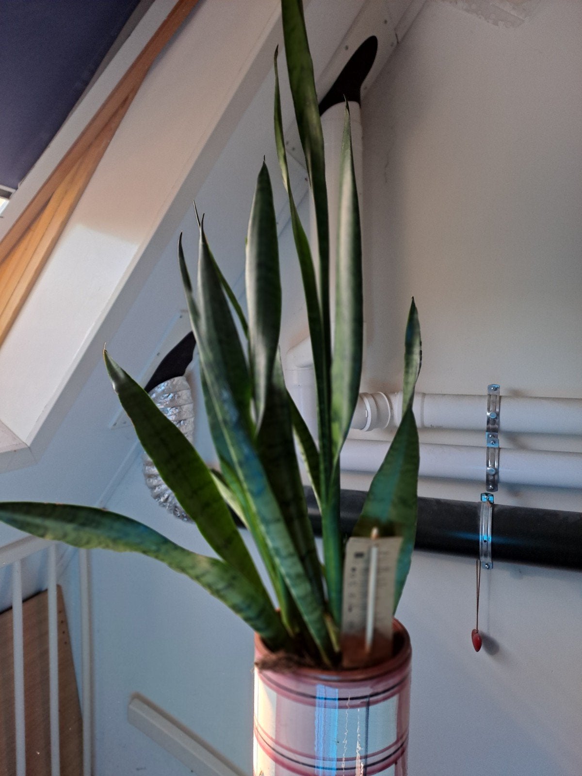 sterke kamerplant sansevieria in pot, Ophalen, In pot, Halfschaduw, Minder dan 100 cm