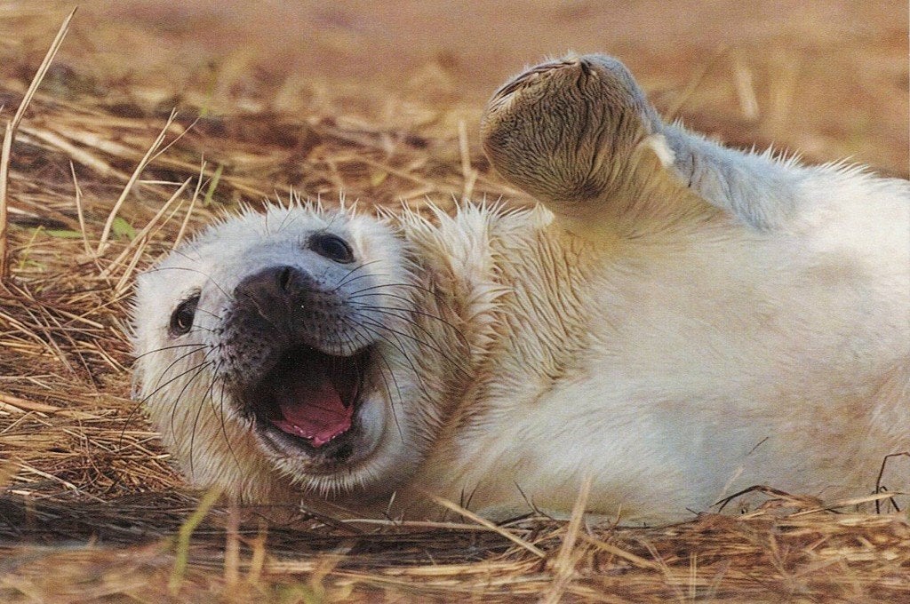 Jonge zeehond lacht ons tegemoet 348, Verzamelen, Ansichtkaarten | Dieren, Ophalen of Verzenden, 1980 tot heden, Ongelopen, Waterdier