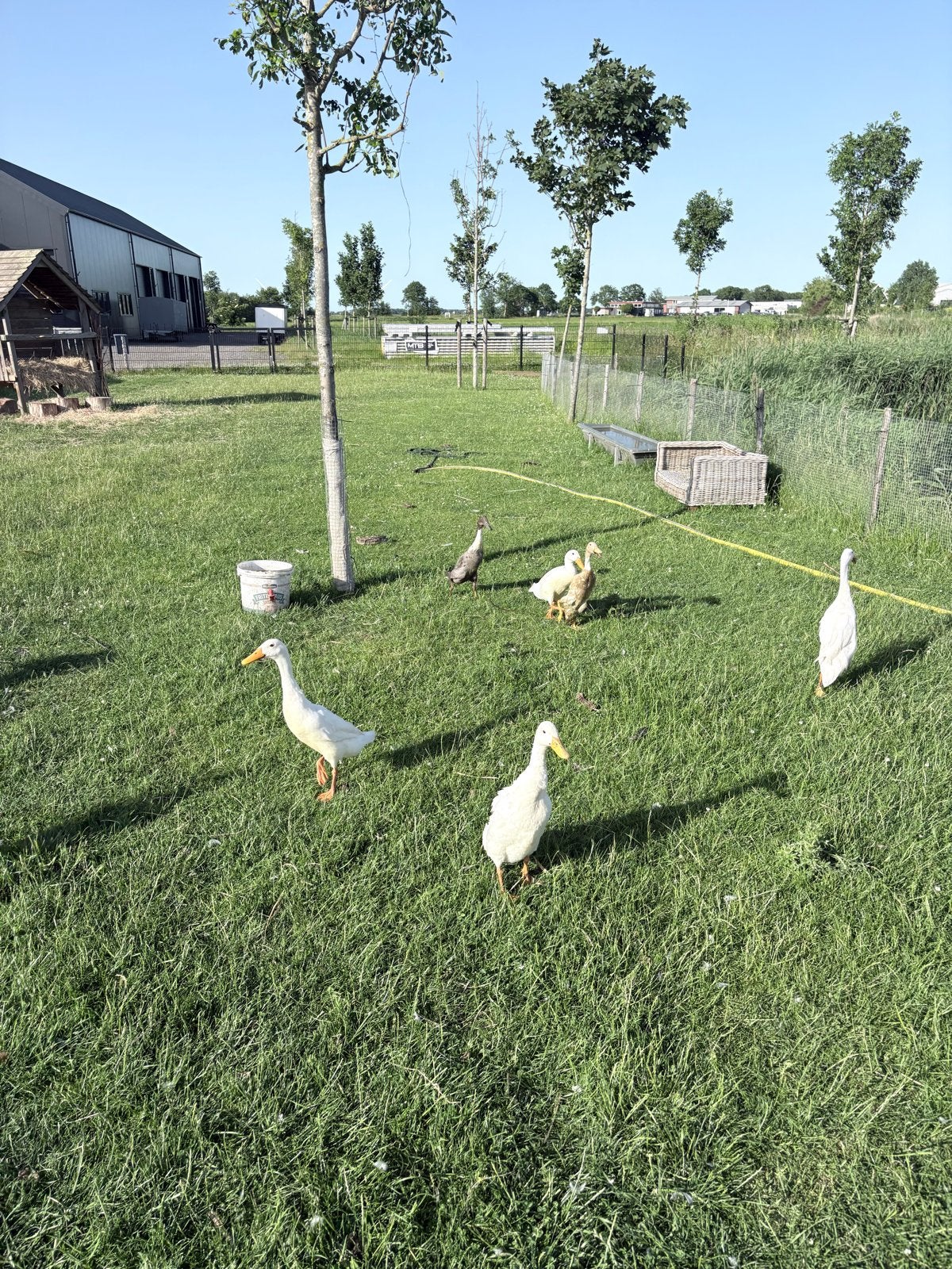 2 witte mannetjes loopeenden, Mannelijk, Eend