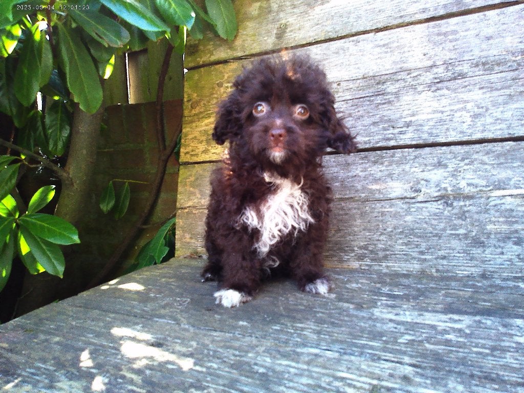 maltipoo, 8 tot 15 weken, Parvo, Meerdere, Nederland