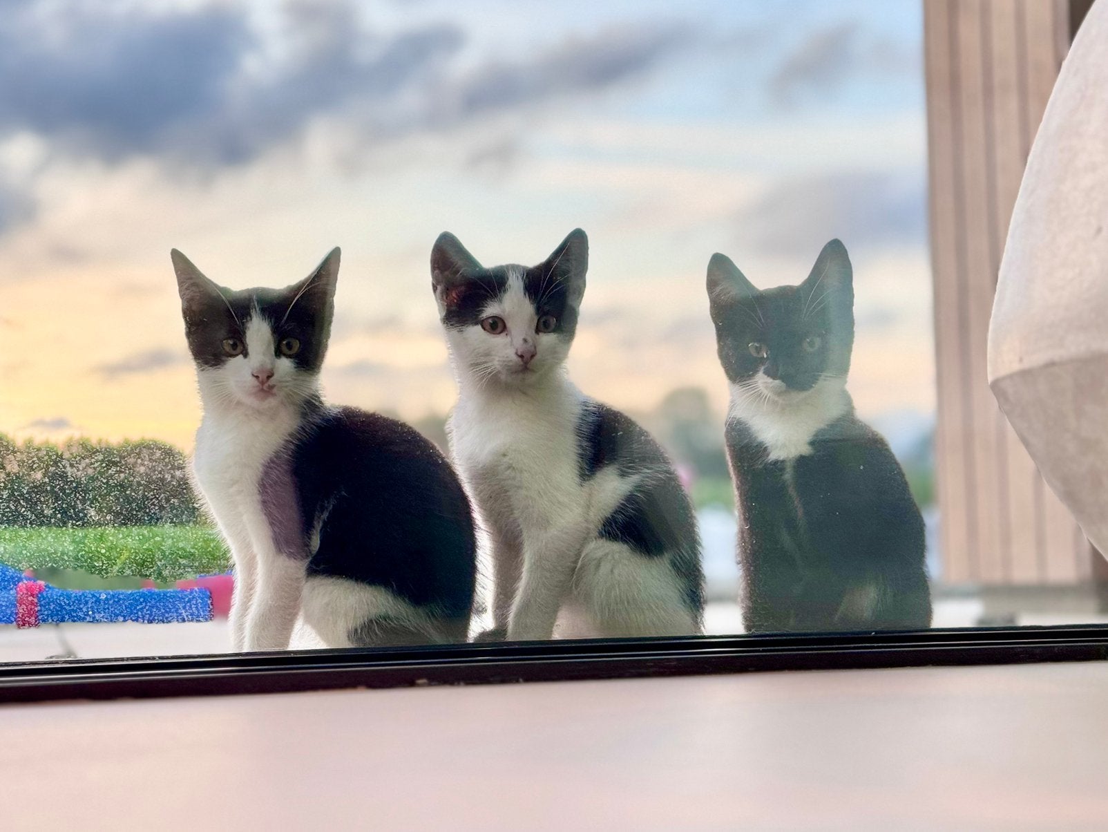 Prachtige en speelse kittens (3 beschikbaar), Meerdere dieren, Kortharig, 0 tot 2 jaar