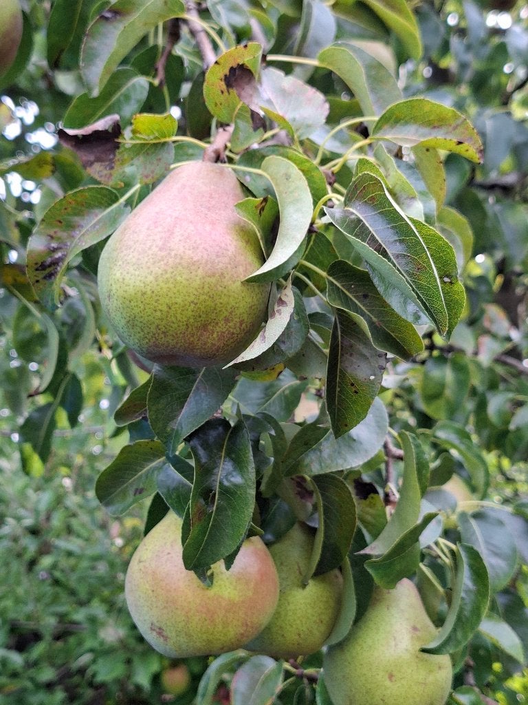 handperen en stoofperen, Ophalen