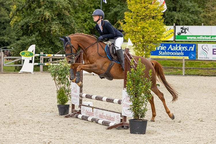 7 jarige allround D pony, Dieren en Toebehoren, Merrie