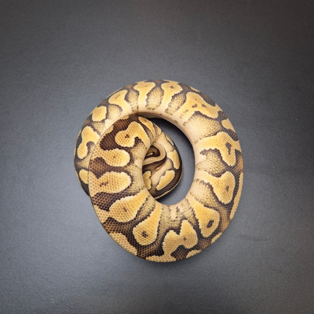pastel dubbel het. puzzle DG p. regius, Slang, 0 tot 2 jaar